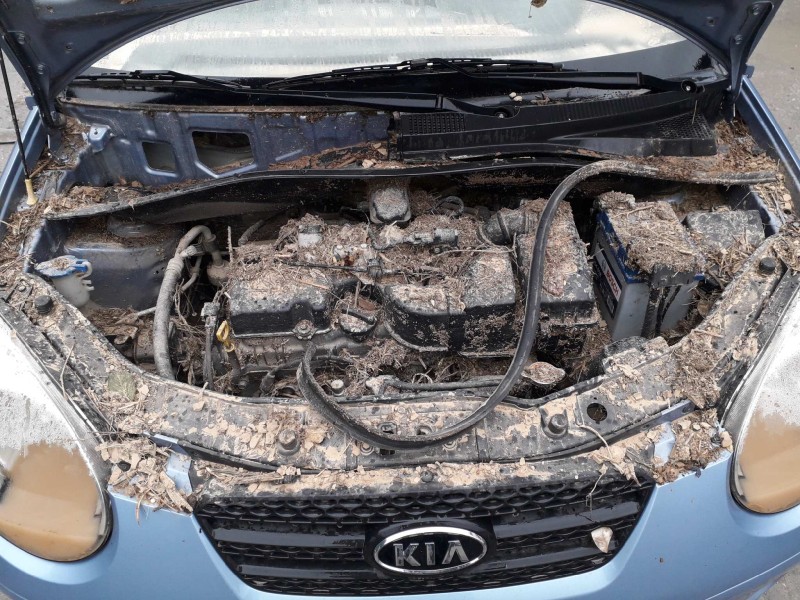 kia picanto del año 2010